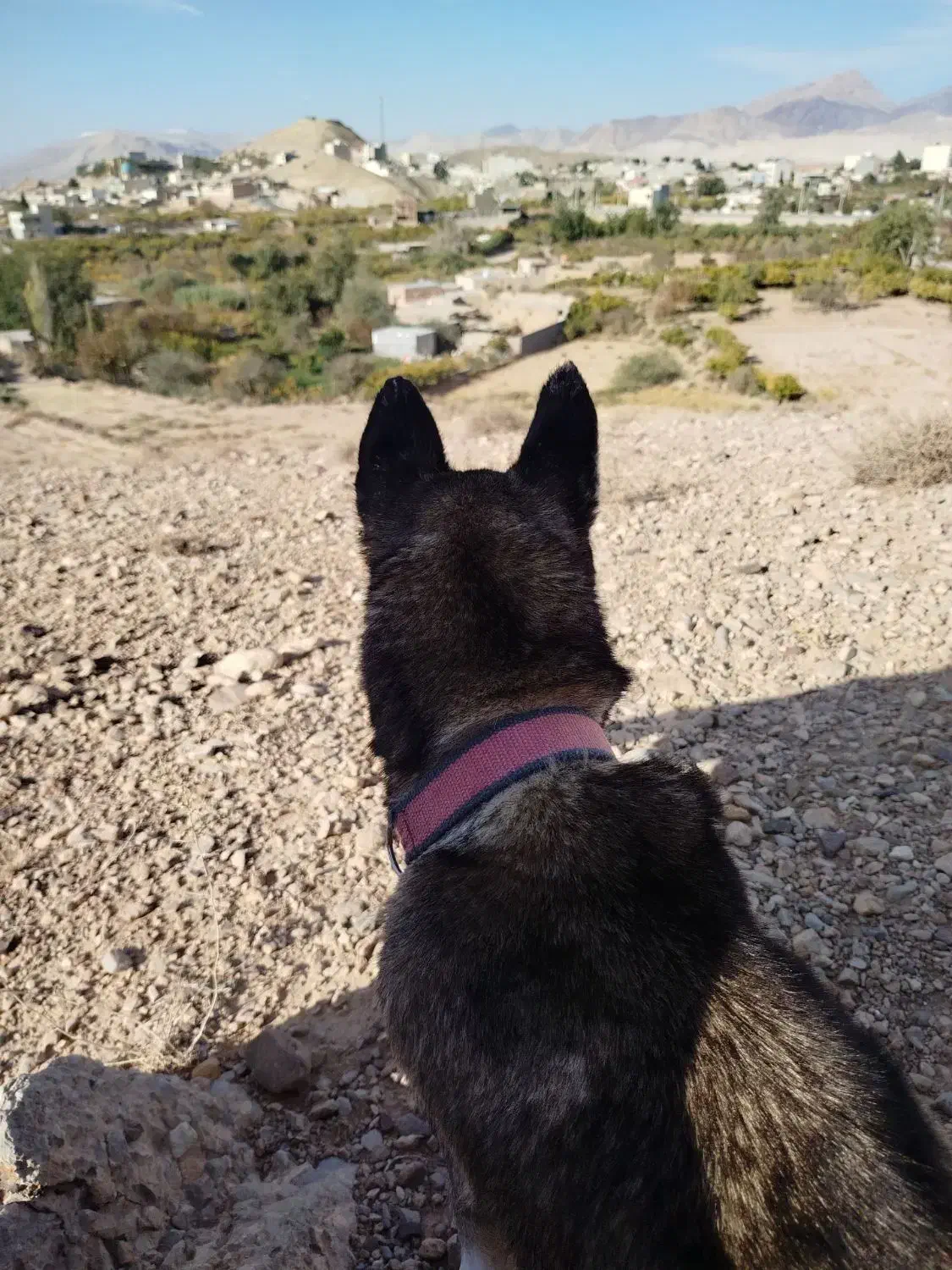 ماده هاسکی اصیل|سگ|سمنان, |دیوار