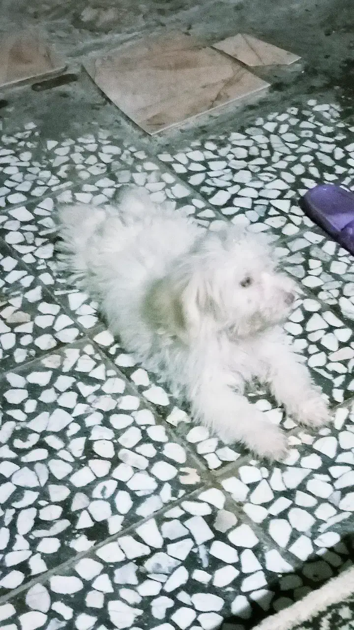 سگ شیتزو|سگ|آستانه اشرفیه, |دیوار