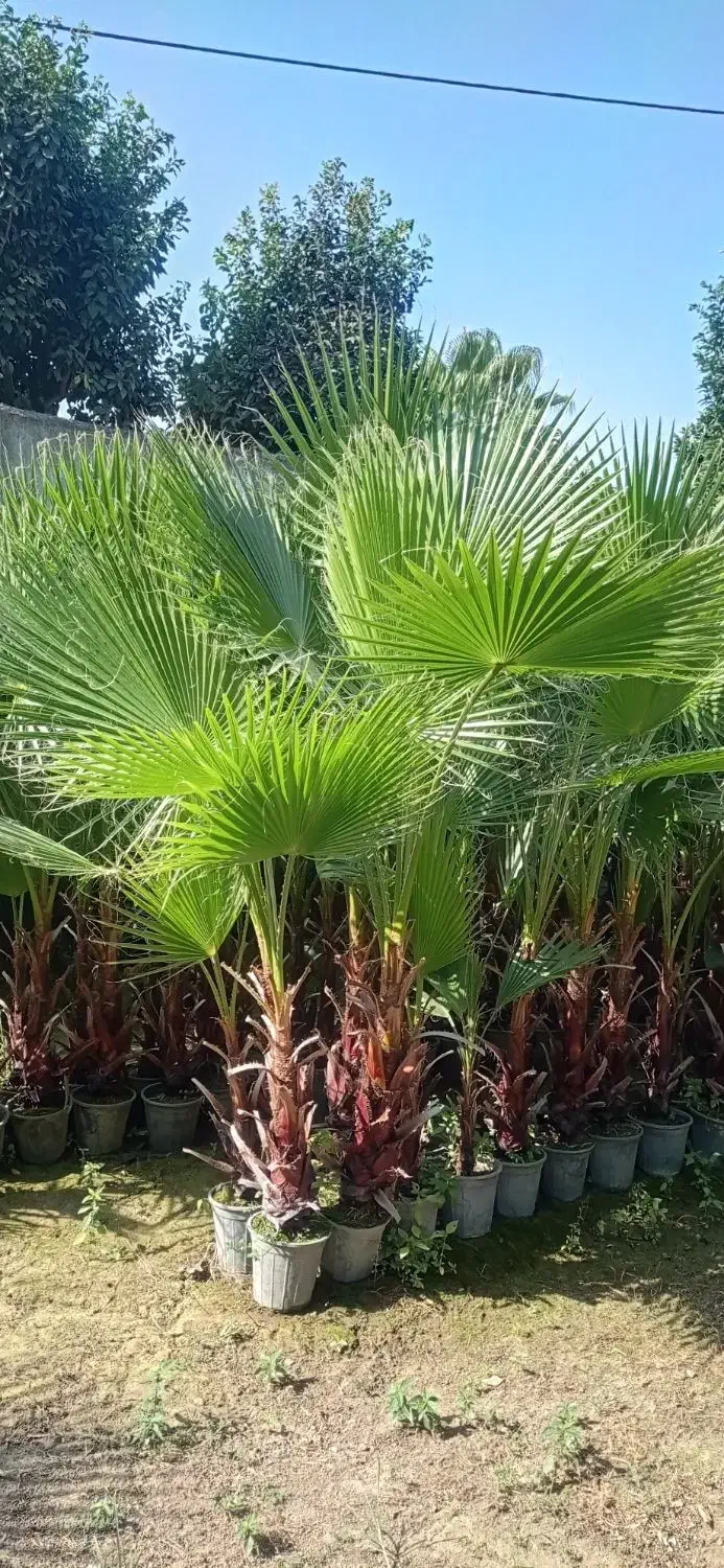 نخل پالم واشنگتن|گل و گیاه طبیعی|آمل, |دیوار