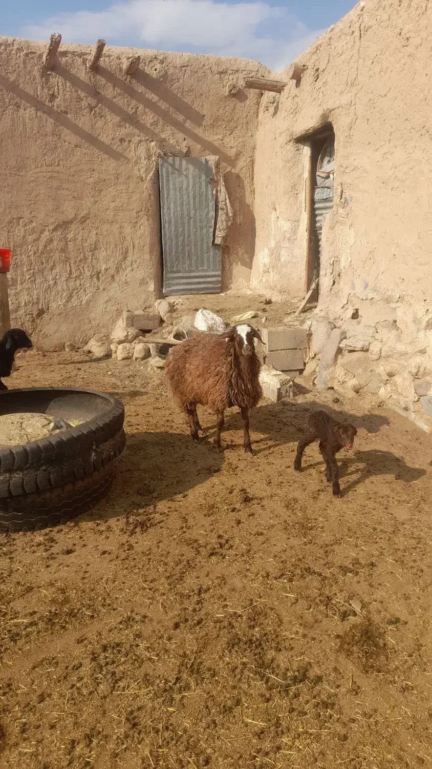 سه عدد بره|حیوانات مزرعه|مهدی شهر, |دیوار