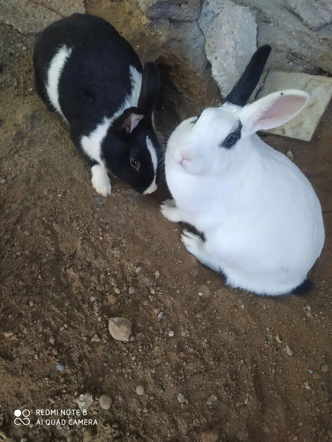 سه عدد خرگوش|موش و خرگوش|شوشتر, |دیوار