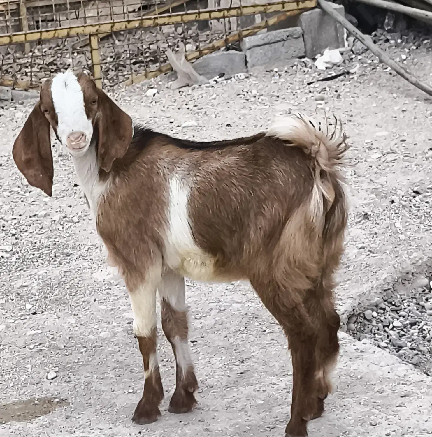 کهره نر ماده دورگ|حیوانات مزرعه|خورموج, |دیوار