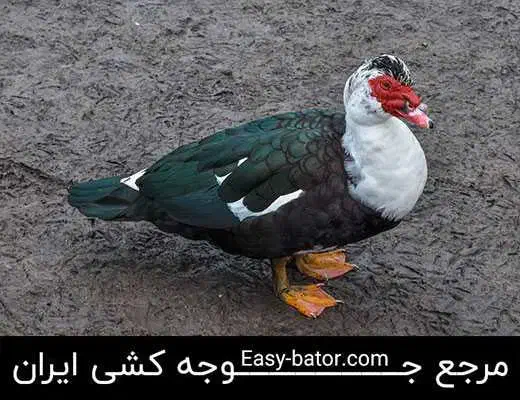 اردک خارجی بالغ|حیوانات مزرعه|خان ببین, |دیوار