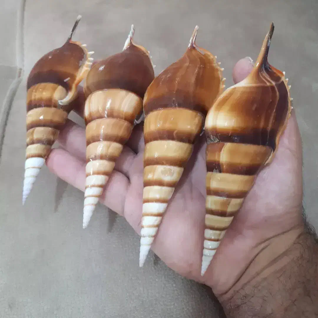 تزینات|ماهی|بندر کنگان, |دیوار