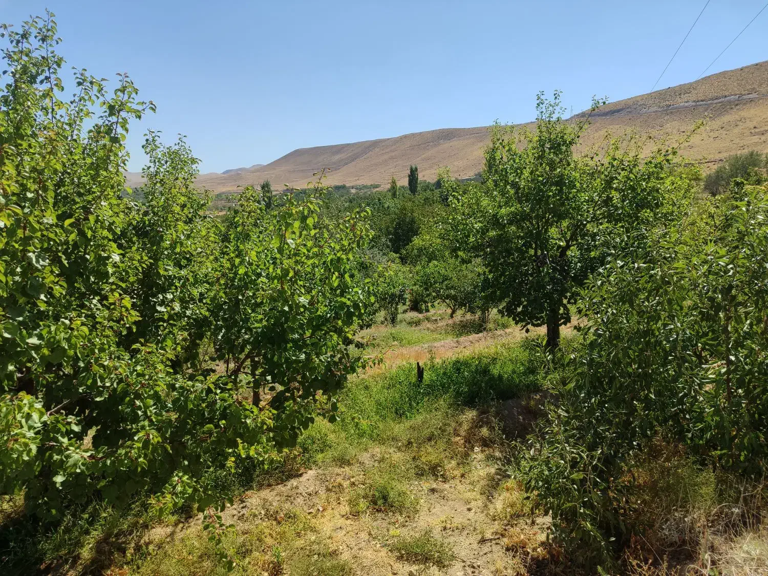 فروش باغ ویلایی دراسکو|فروش زمین و ملک کلنگی|اسکو, |دیوار