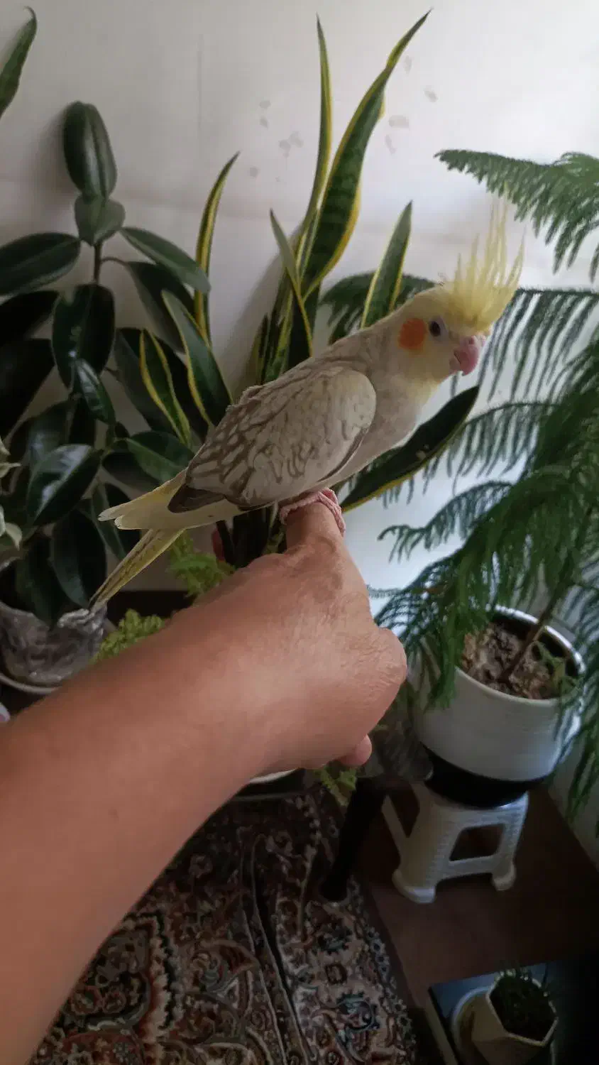 عروس هلندی سریلاکی نرم خور|پرنده|قم, زاویه|دیوار