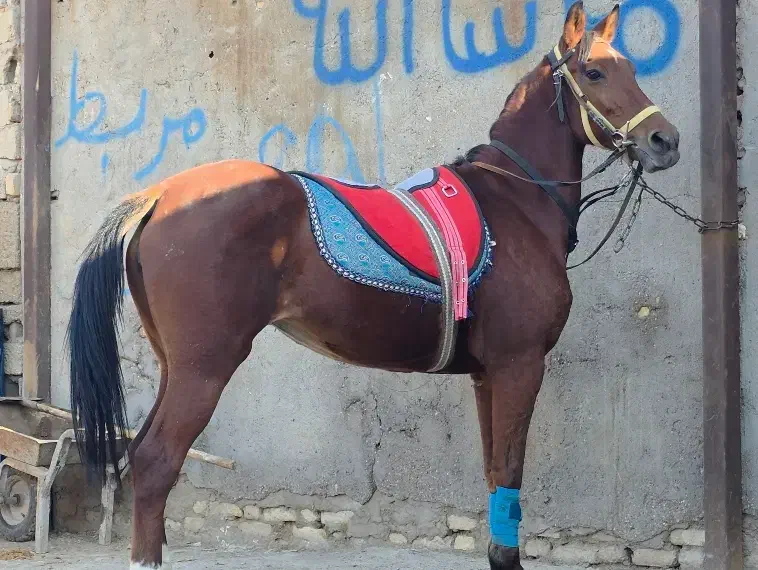 مادیان بیداغ|اسب و تجهیزات اسب‌سواری|دشت آزادگان, |دیوار