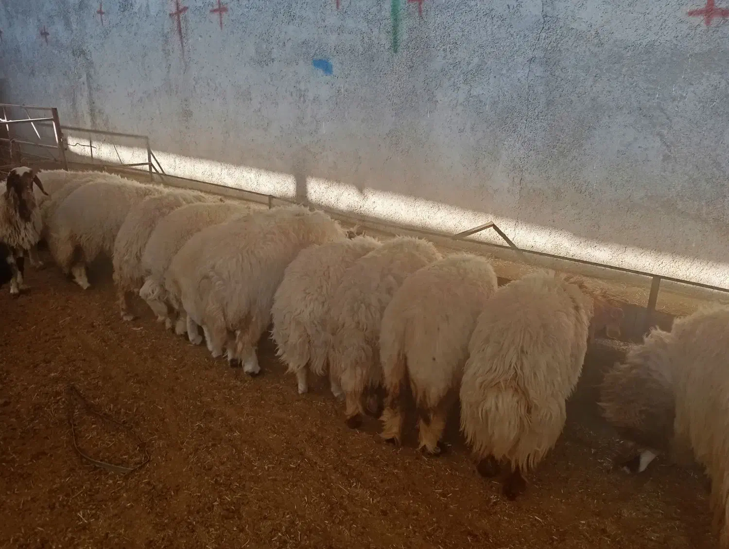 بره سفید صادراتی|حیوانات مزرعه|کوهدشت, |دیوار