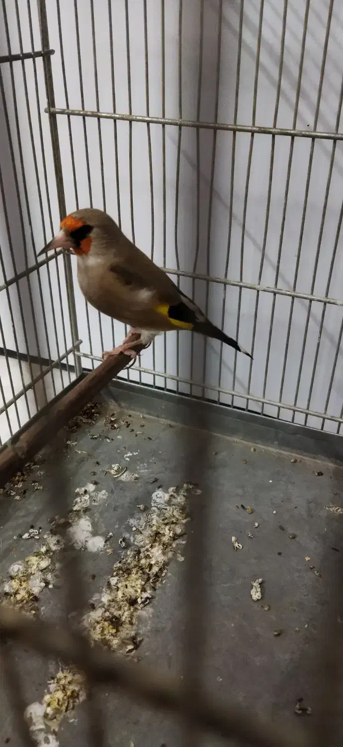 دورگ نر سهره|پرنده|اسلامشهر, شهرک قائمیه|دیوار