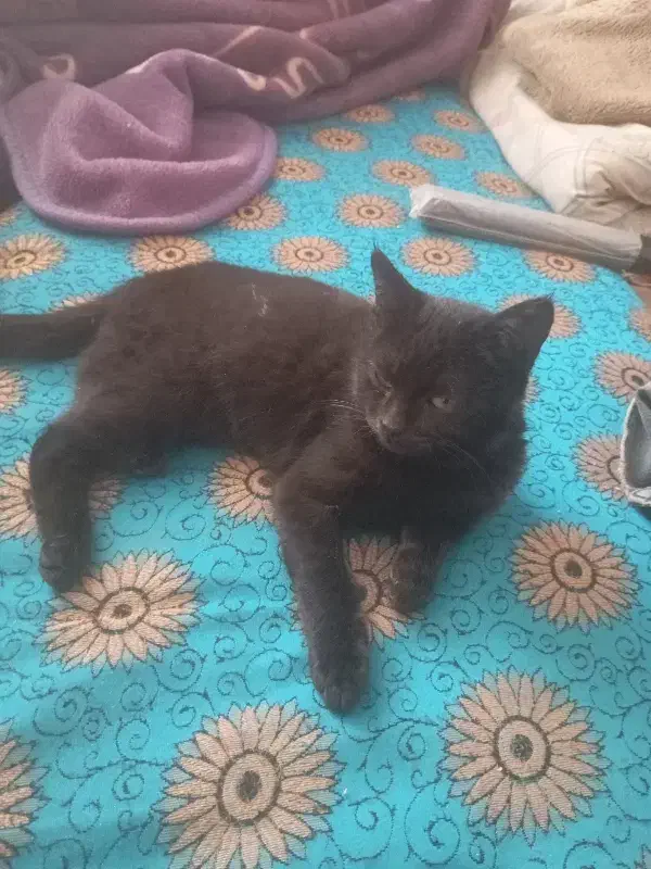 ملوس مشکی|گربه|یزدان شهر, |دیوار