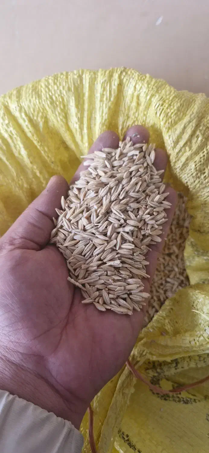 جو فروشی سهند|گل و گیاه طبیعی|مینودشت, |دیوار