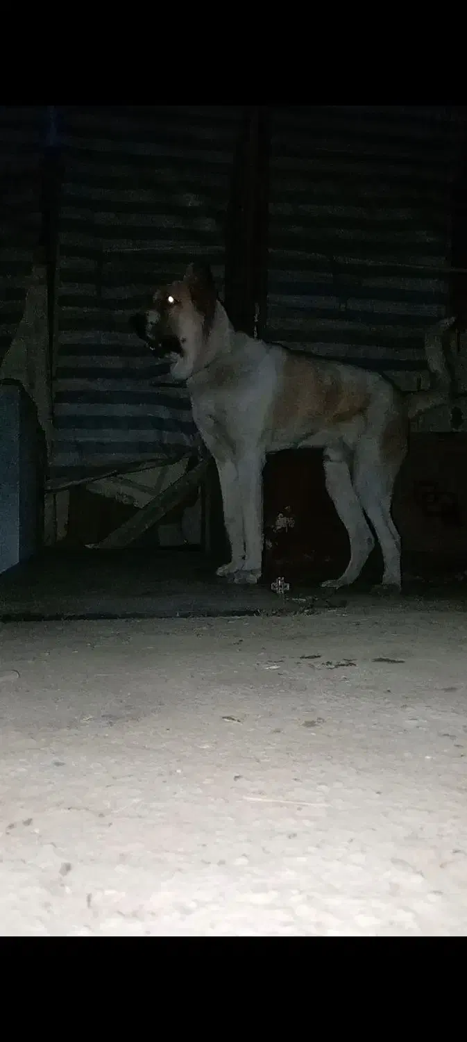 سگ سرابی/پژدر ۱۷ماهه|سگ|کرج, سی متری صنعتکاران|دیوار