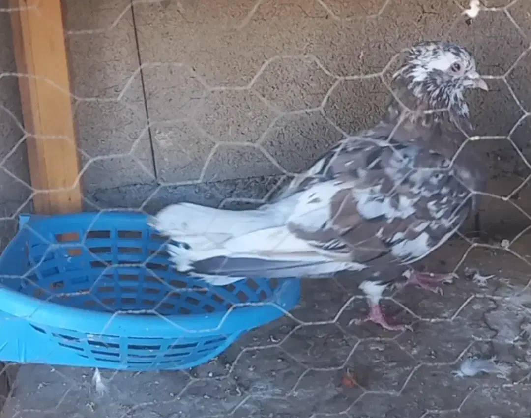 کبوتر کفتر گتوند|پرنده|اهواز, بعثت|دیوار