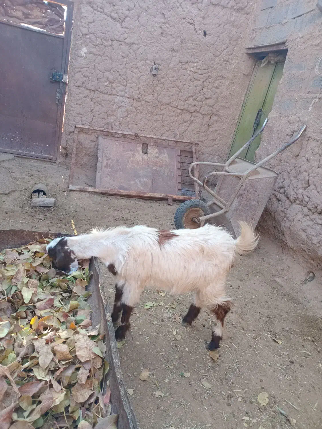 بزغاله ماده تازه تکه خورده|حیوانات مزرعه|خواف, |دیوار