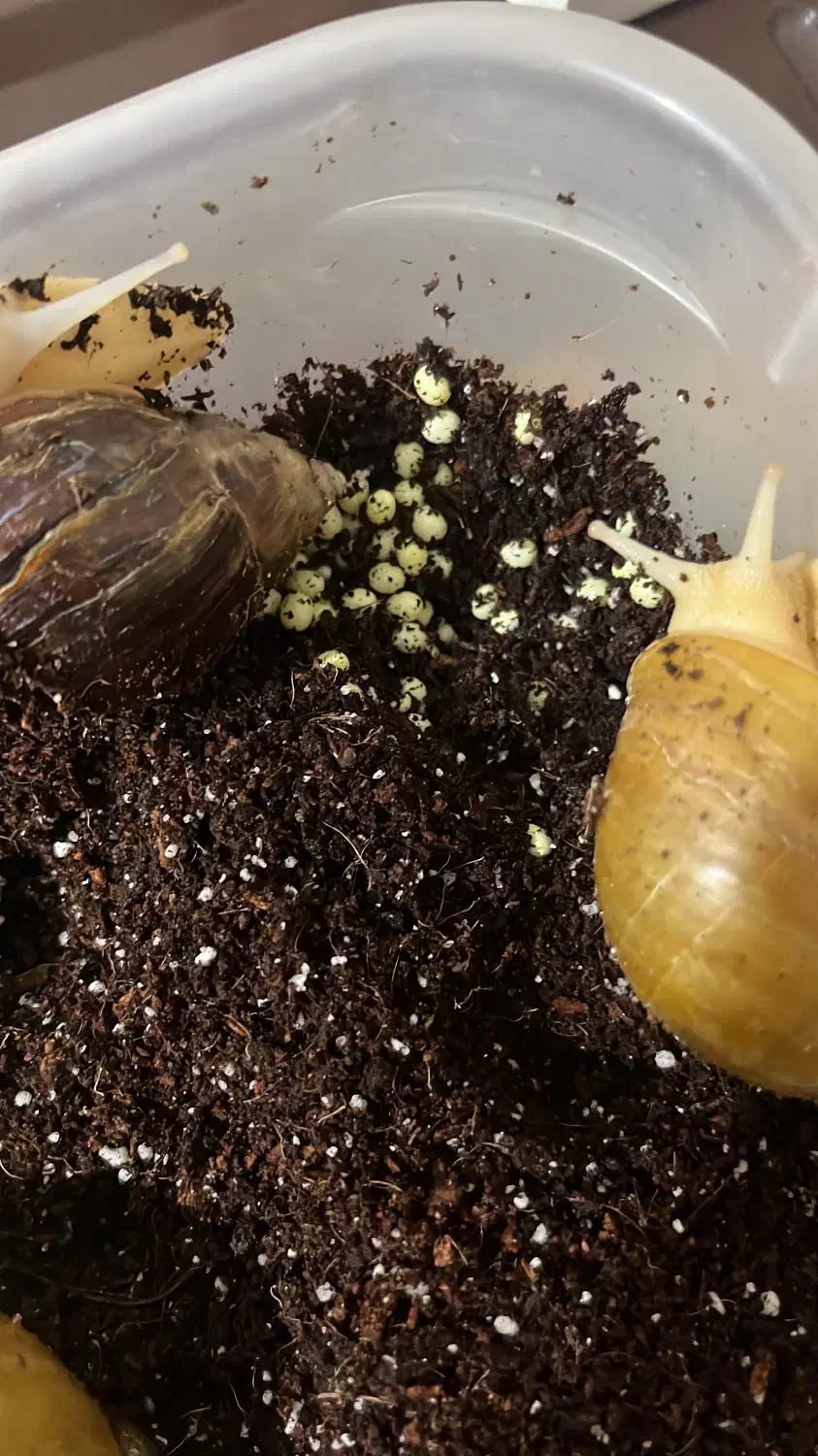 حلزون آلبینو|خزنده|شیراز, زرهی|دیوار