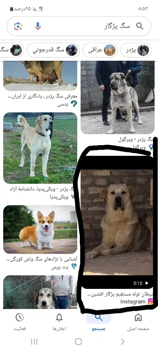 سگ پژدر. سرابی|سگ|سیرجان, |دیوار