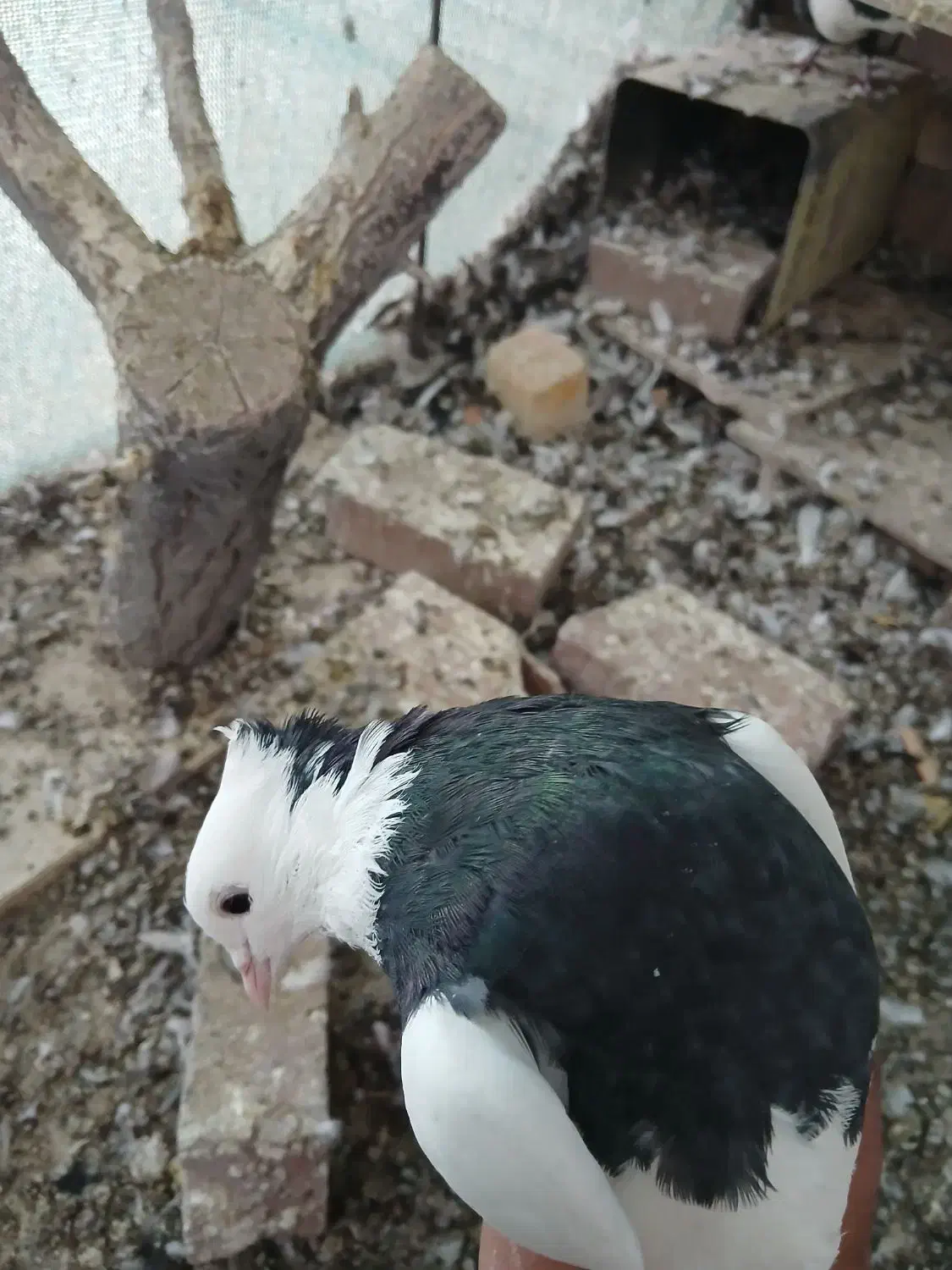 کفتر|پرنده|کرمان, |دیوار