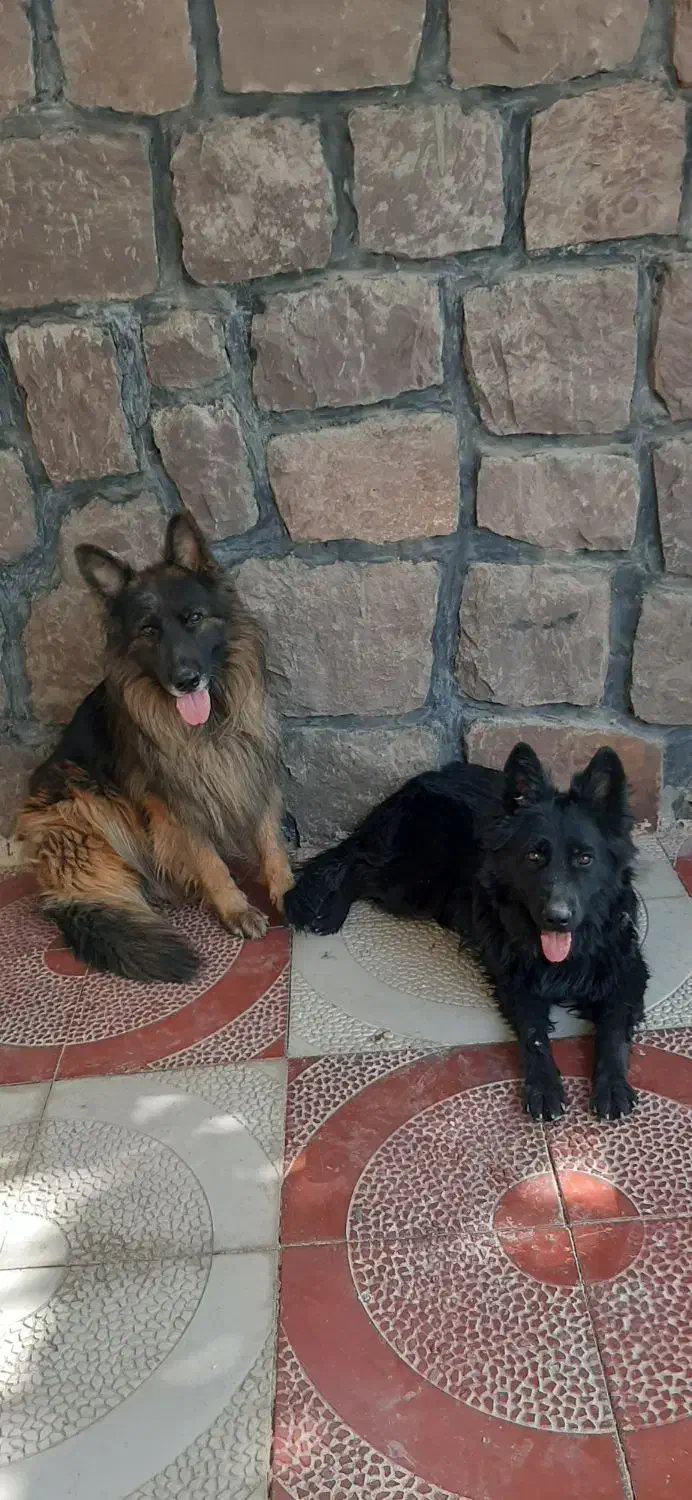 ژرمن شیپرد نروماده بلک وبلک فیس|سگ|تهران, مسعودیه|دیوار