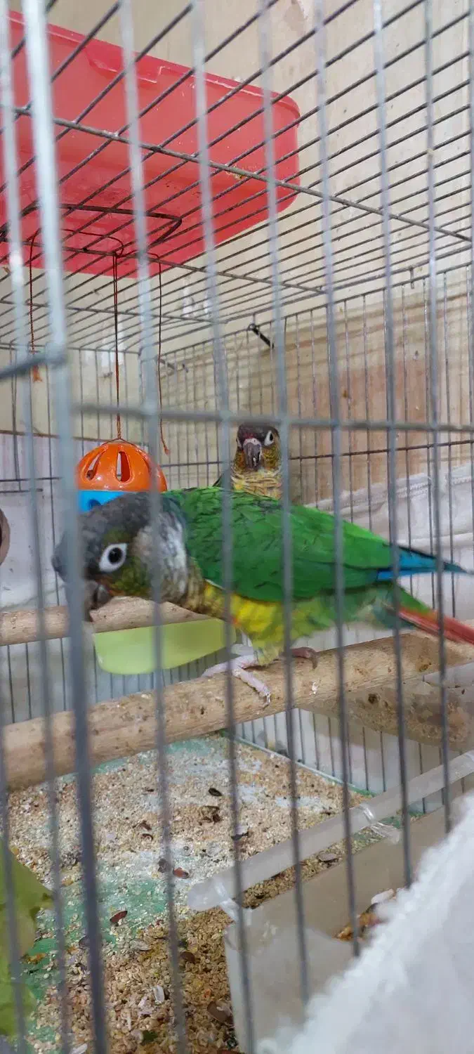 گرینچیک مولد تضمینی|پرنده|تبریز, |دیوار