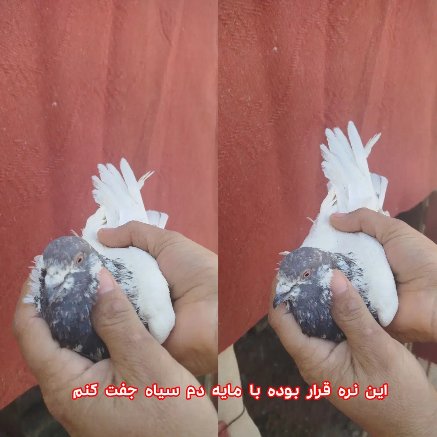 کبوتر|پرنده|اردکان, |دیوار