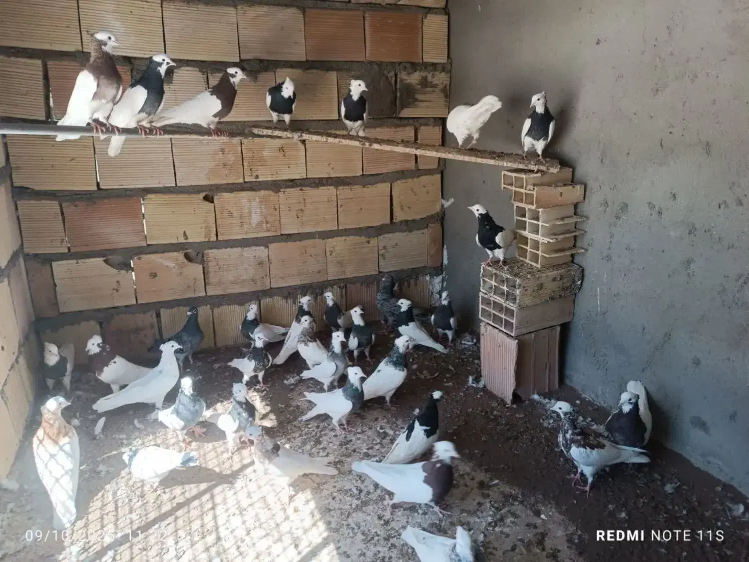 کفتر طوقی سار هفترنگ|پرنده|مشهد, ترمینال|دیوار