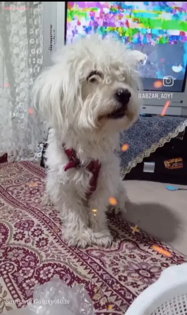 سگ شیتزو نر سفید|سگ|مشهد, کوی دروی|دیوار