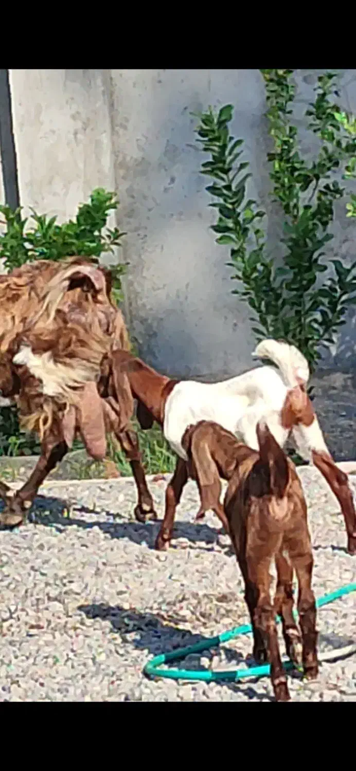 بز کهره نجدی دو کیلو شیر موقعیت جیرفت|حیوانات مزرعه|کرمان, |دیوار