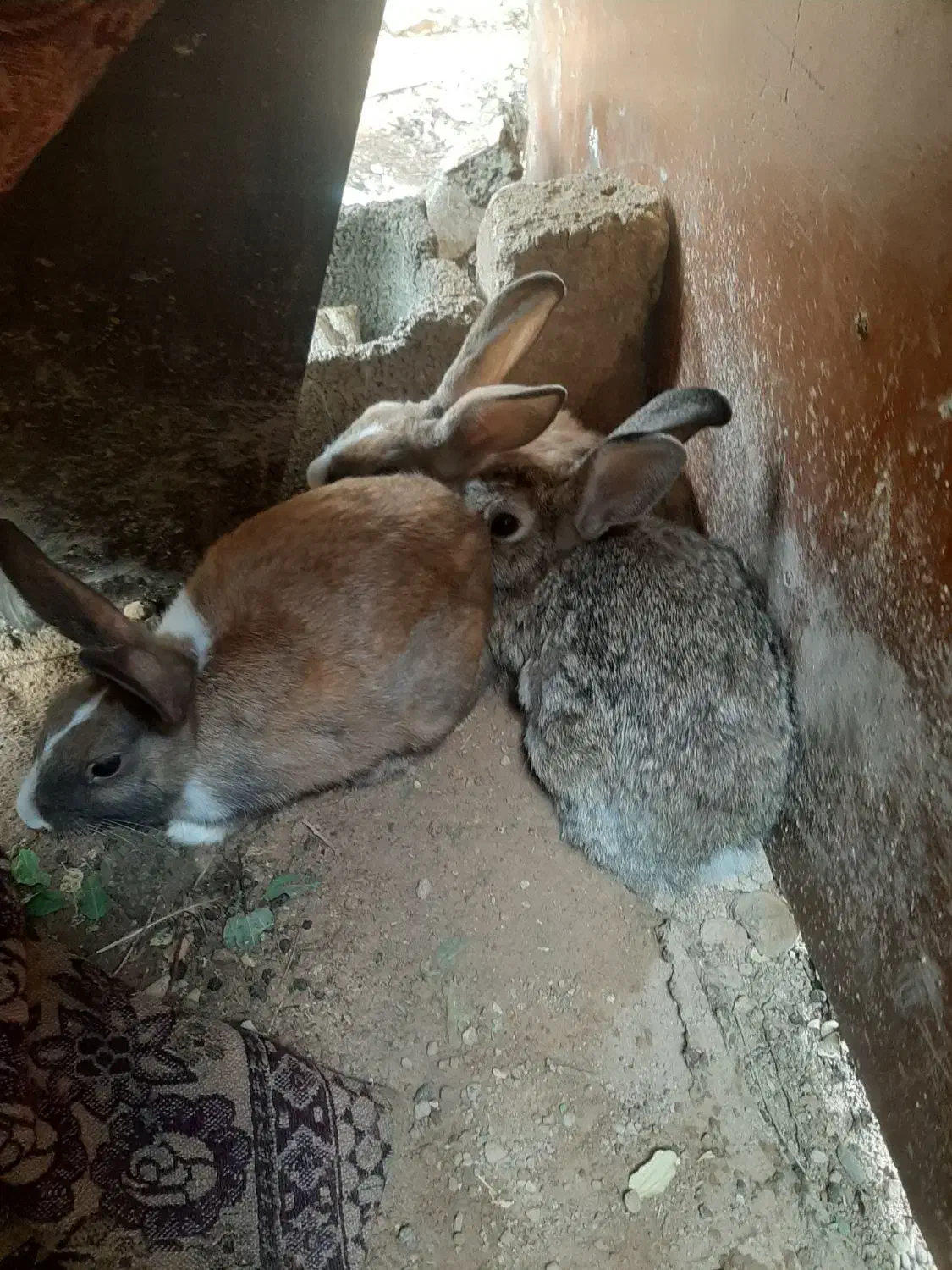 ۳ تا خرگوش|موش و خرگوش|شوشتر, |دیوار