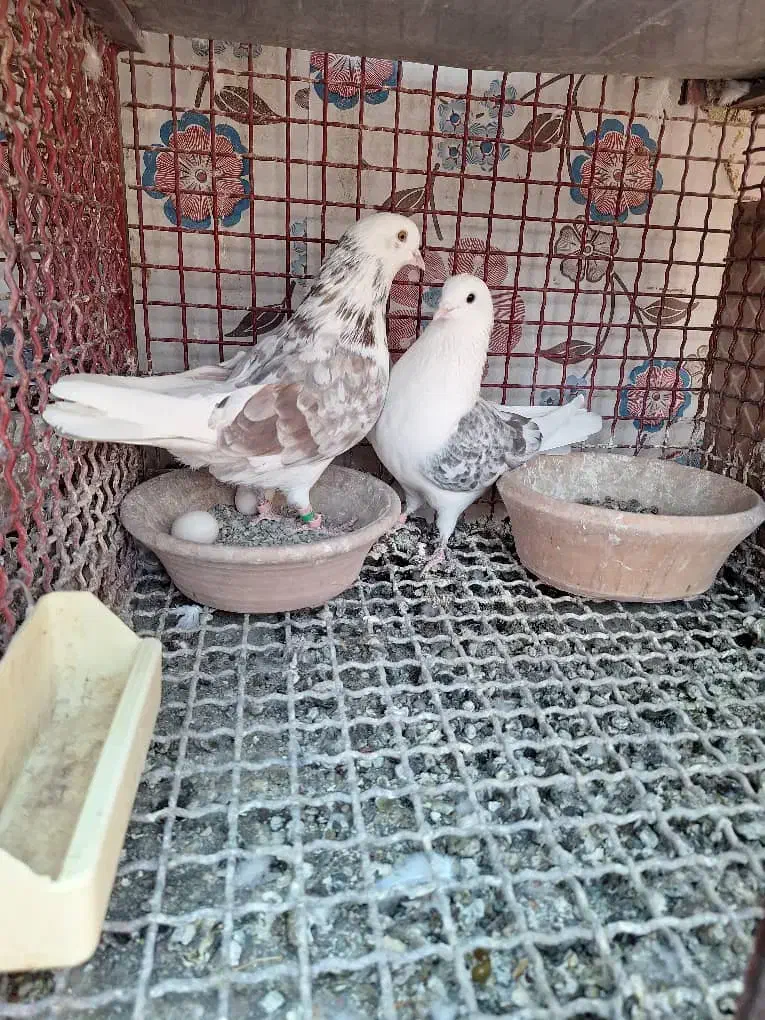 کبوتر چند جفت مایه|پرنده|پاکدشت, پاکدشت (مامازند)|دیوار