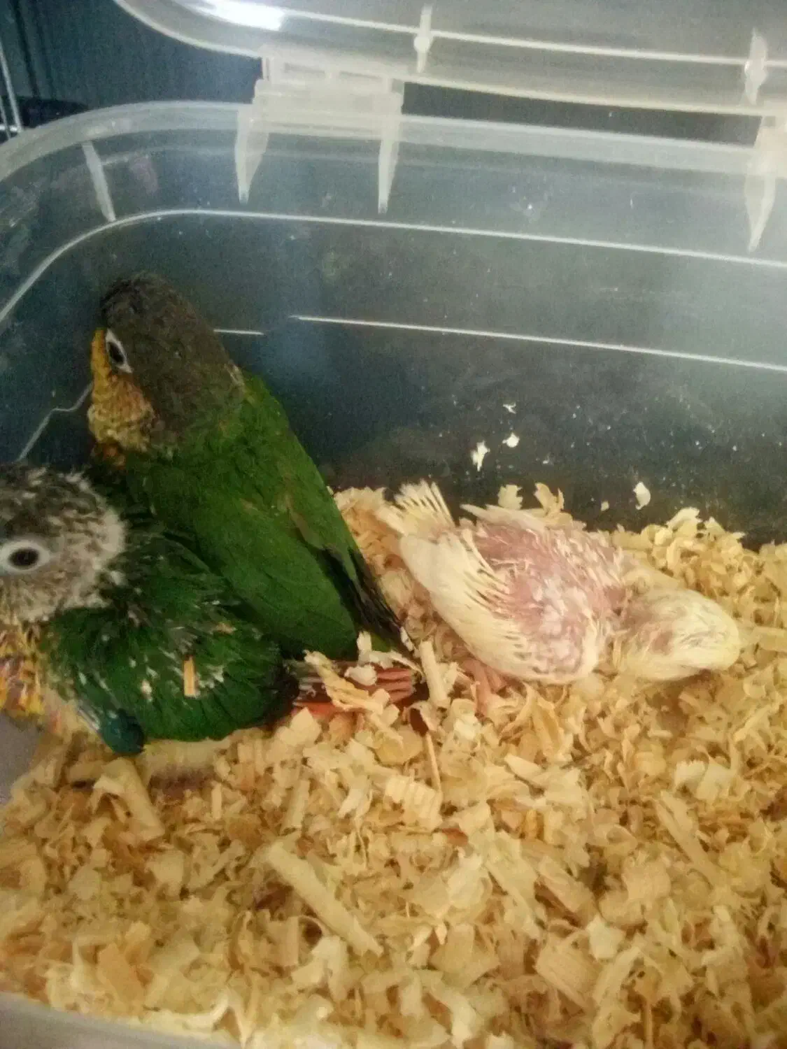 جوجهگرینچکسرلاکیوکوتوله،وکوتولهمولد|پرنده|بروجن, |دیوار