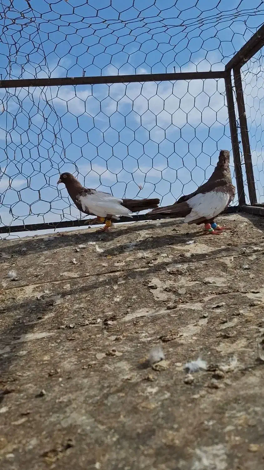 کبووتر|پرنده|شهرآباد, |دیوار