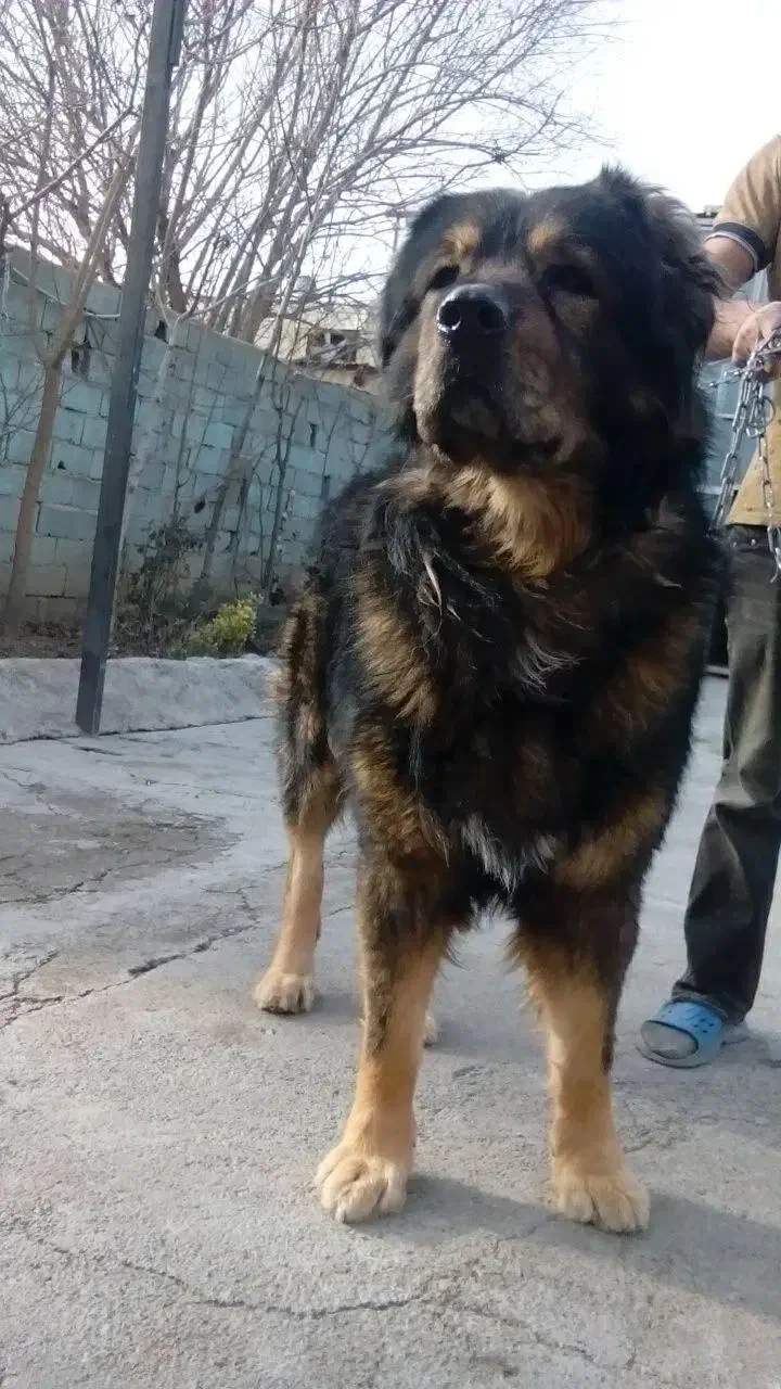 سگ سرابی سنگین وزن|سگ|شیراز, بیمارستان غدیر|دیوار