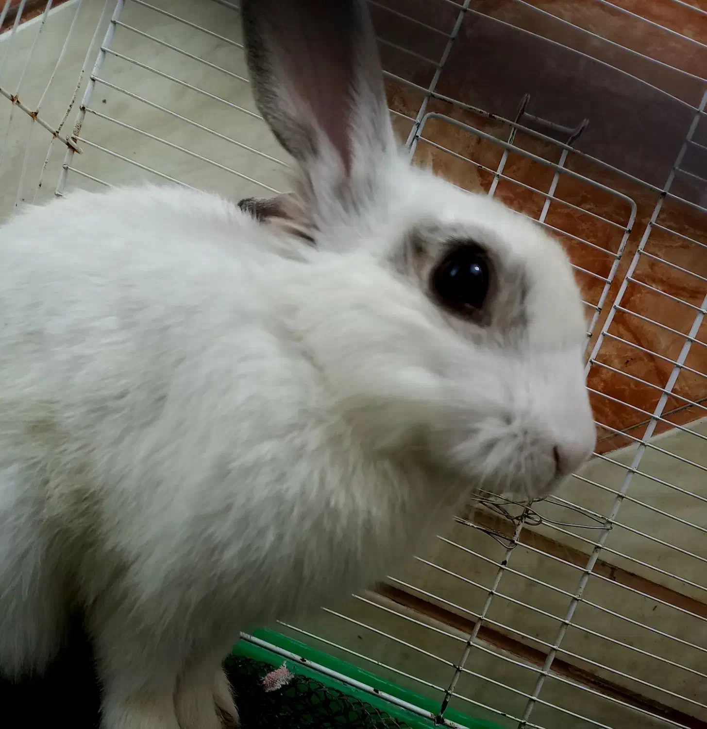 خرگوش نر|موش و خرگوش|مسجد سلیمان, |دیوار