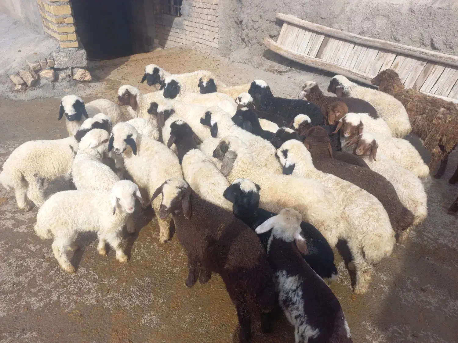 گوسفند میش وبره.|حیوانات مزرعه|زاغه, |دیوار