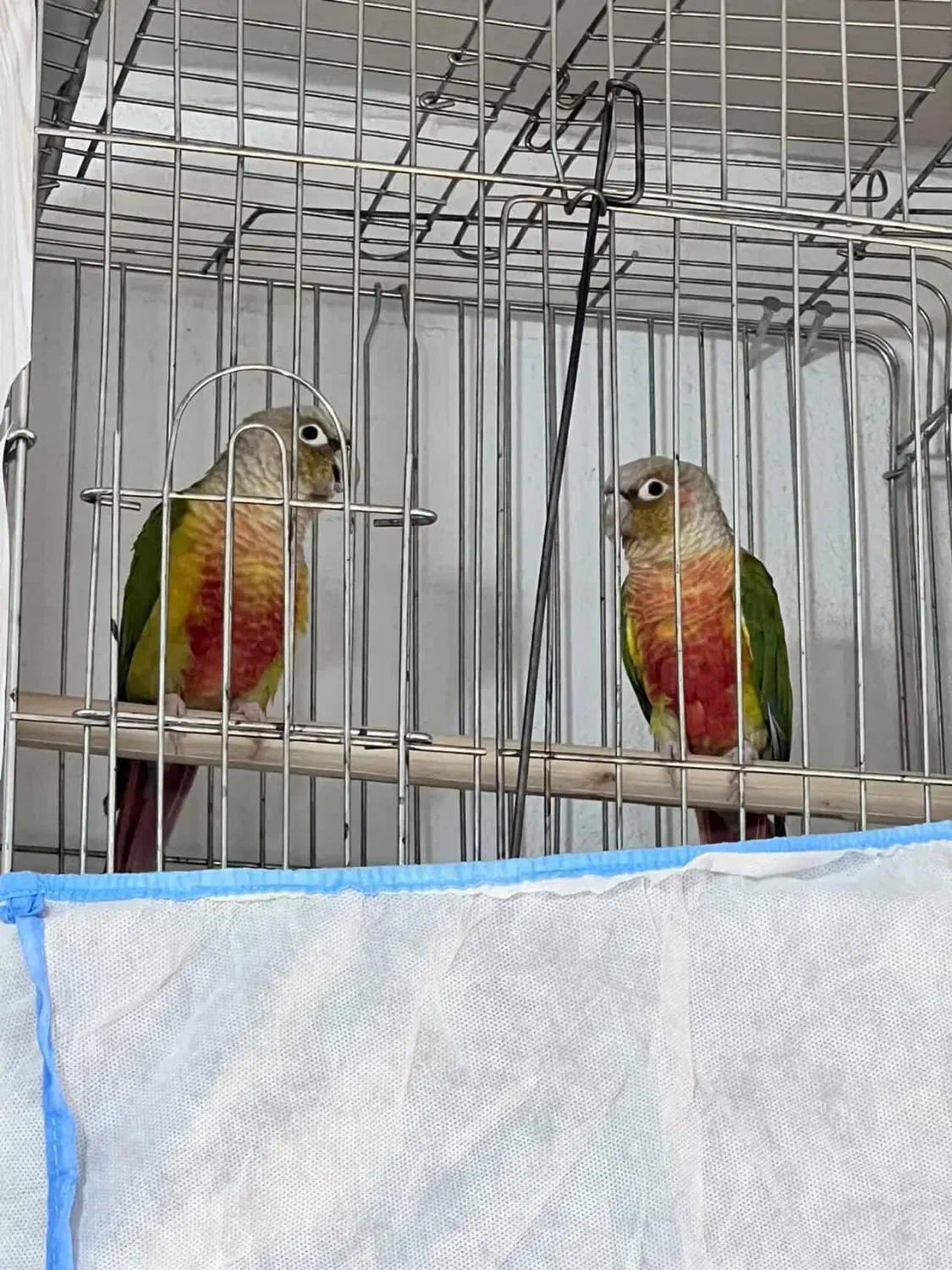 یک جفت گرینچیک|پرنده|نقده, |دیوار