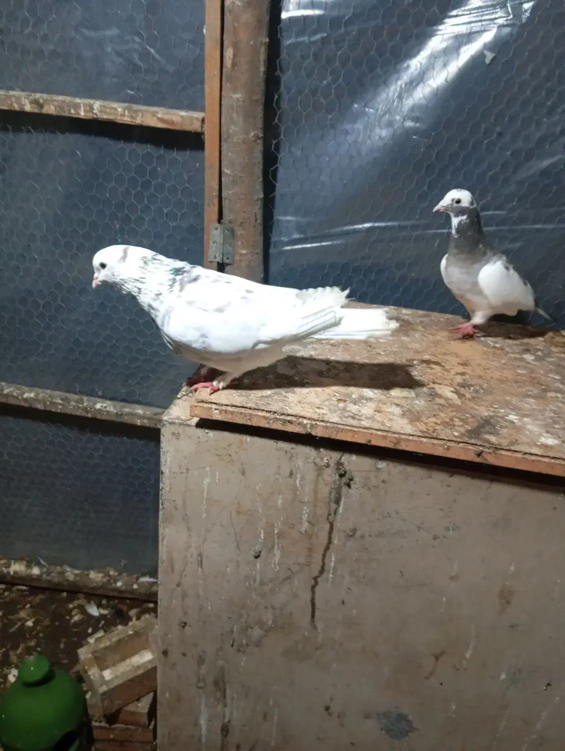 کبوتر|پرنده|رشت, حومه رشت|دیوار