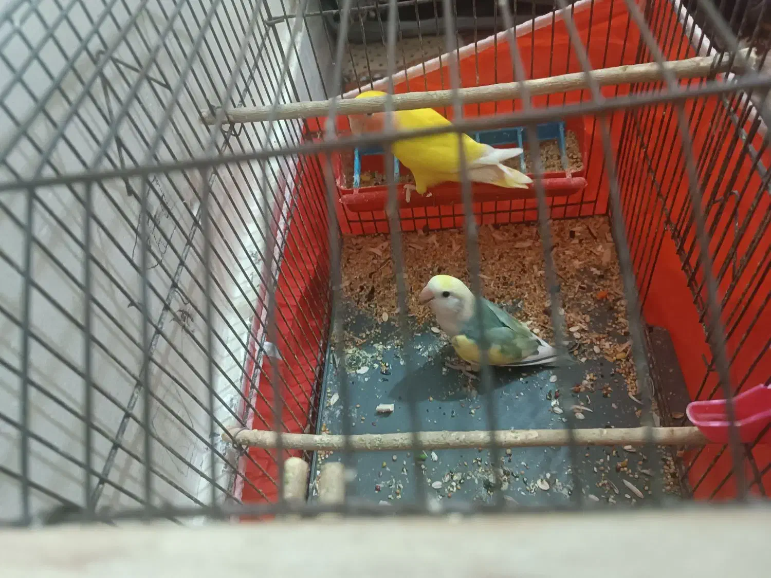 طوطی برزیلی|پرنده|بروجرد, |دیوار