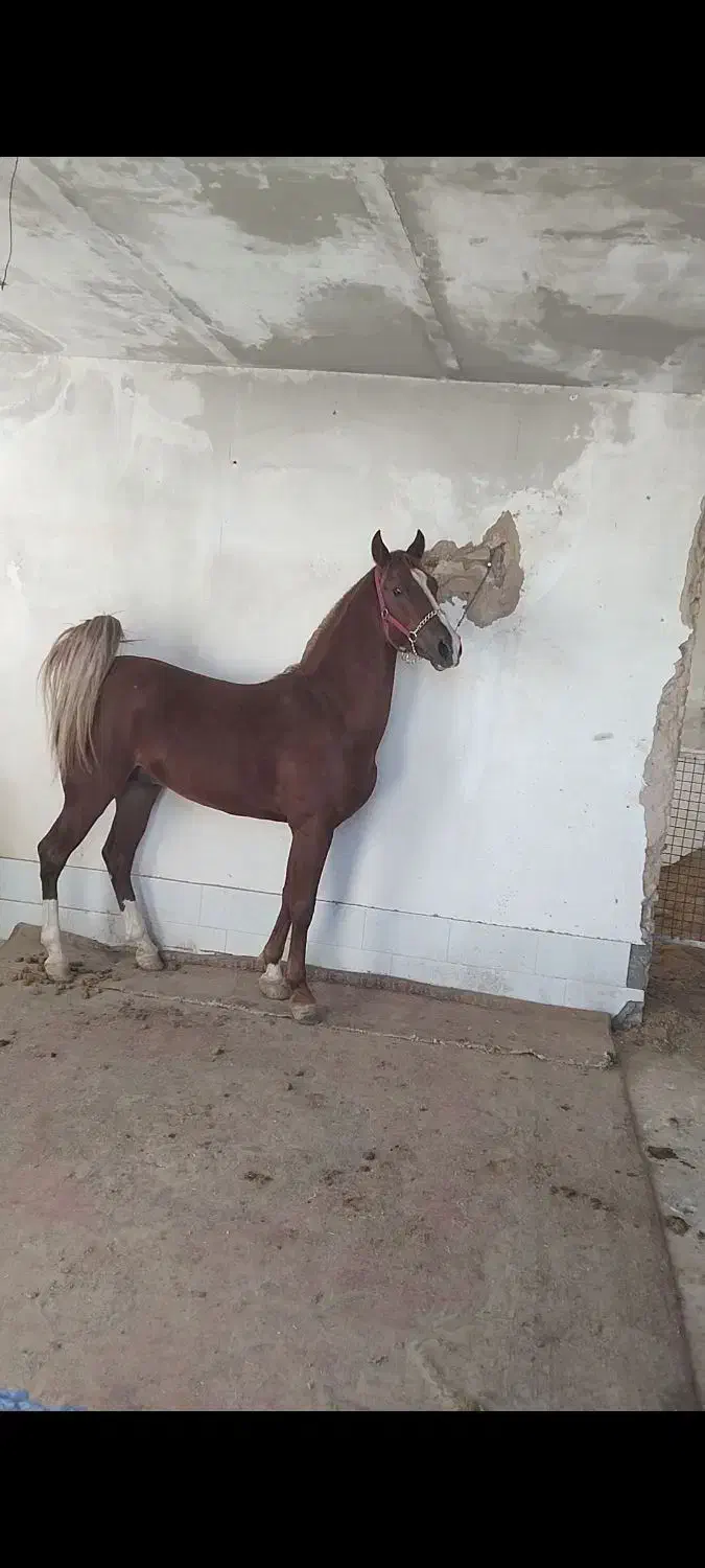 نریون کرد|اسب و تجهیزات اسب‌سواری|کاشمر, |دیوار