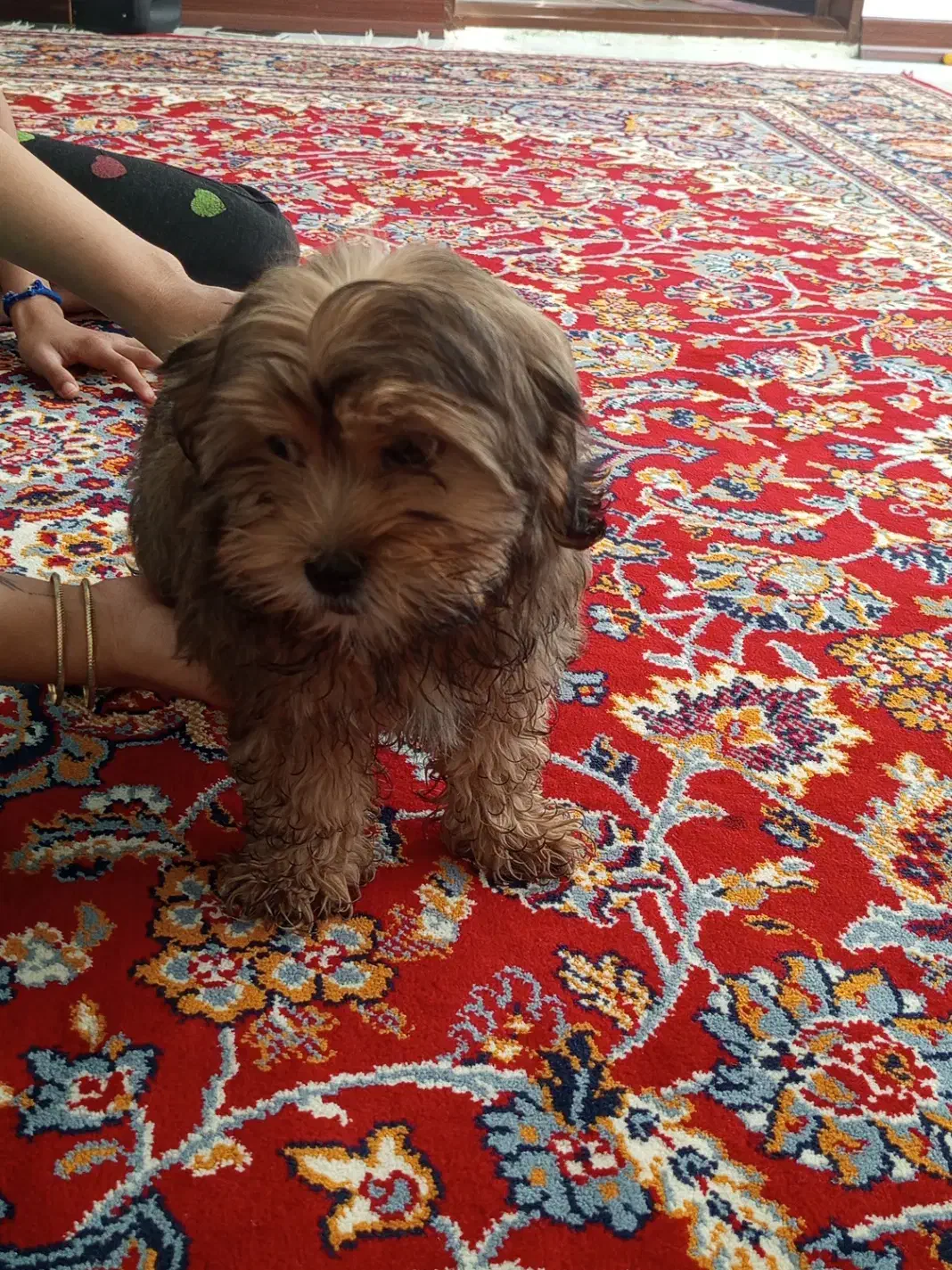 سگ پاکوتاه خونگی|سگ|بجنورد, |دیوار