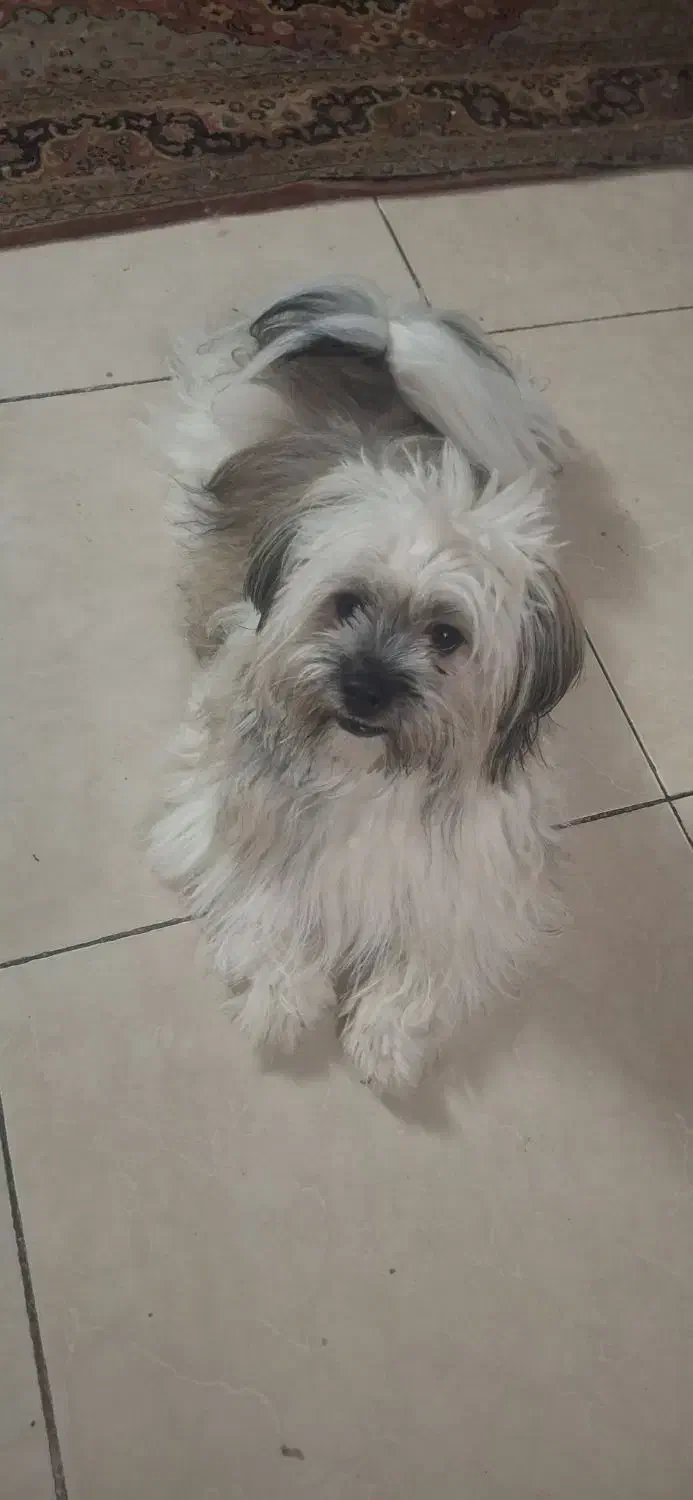 سگنر|سگ|همدان, |دیوار