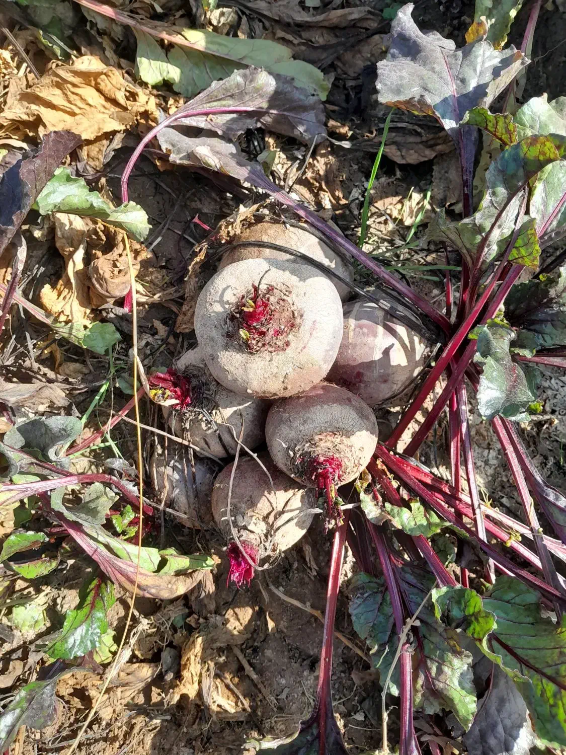 چغندر لبو|خوردنی و آشامیدنی|ارشق, |دیوار