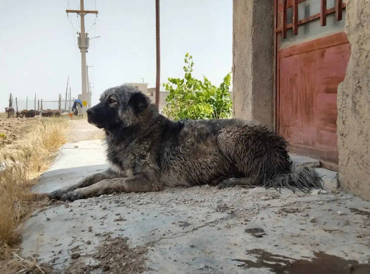 سرابی اصیل|سگ|کبودرآهنگ, |دیوار