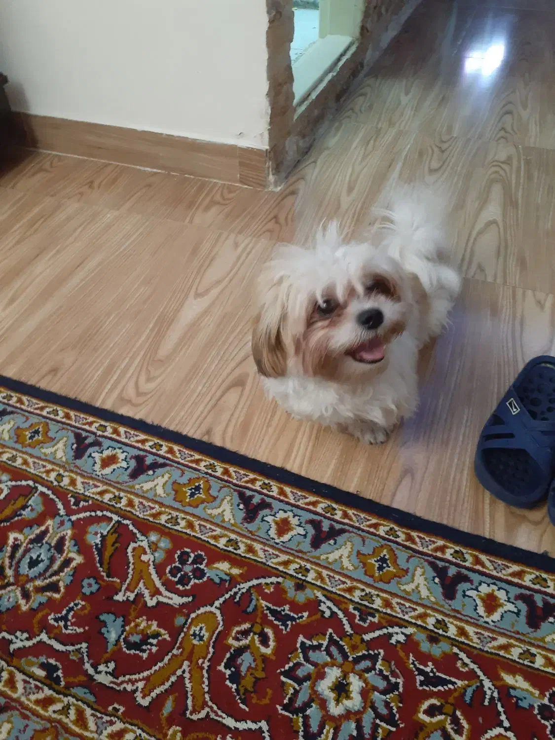 واگذاری ۲عدد سگ خانگی|سگ|تبریز, |دیوار