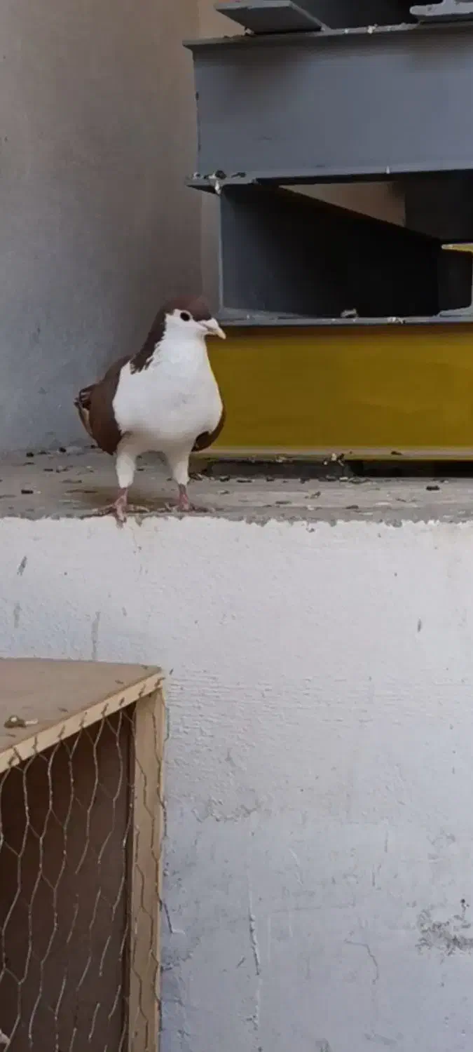 ساده کلاق سرخ نر|پرنده|گنبد کاووس, |دیوار