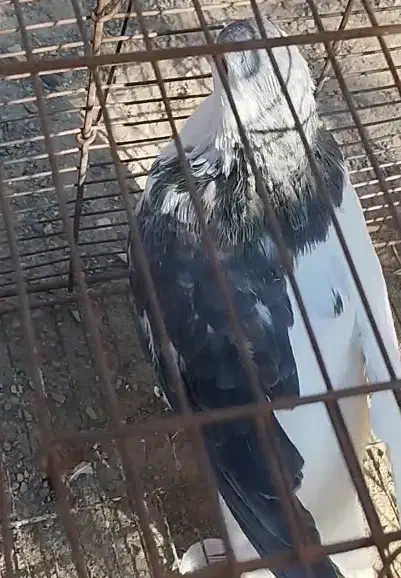 چپ مگسی|پرنده|تربت‌حیدریه, شهرک ولیعصر|دیوار