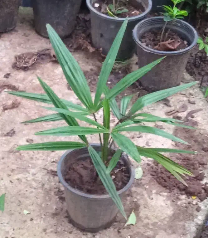 پالم واشنگتن|گل و گیاه طبیعی|واجارگاه, |دیوار