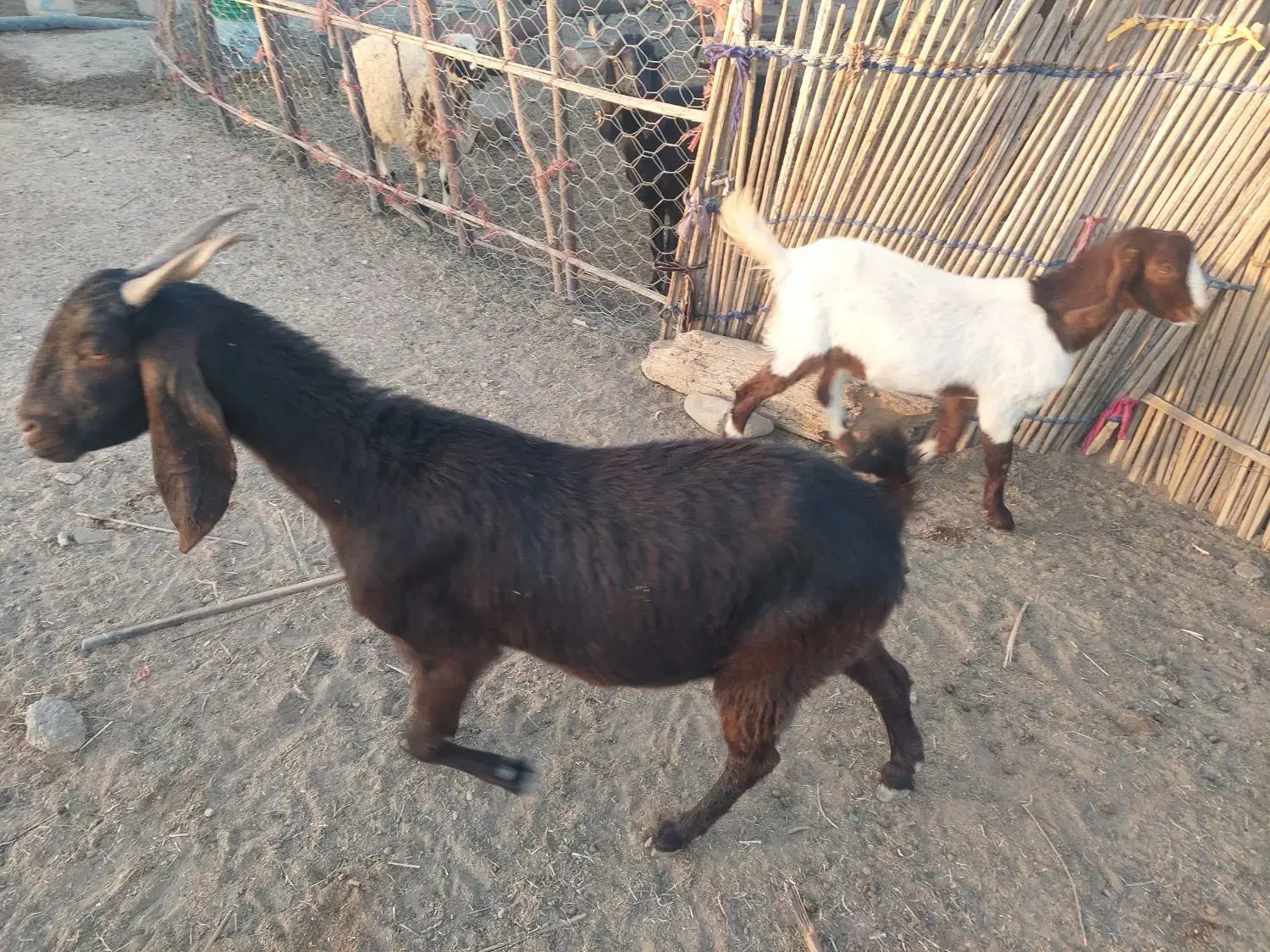 فروش بز پاکستانی|حیوانات مزرعه|رودان, |دیوار