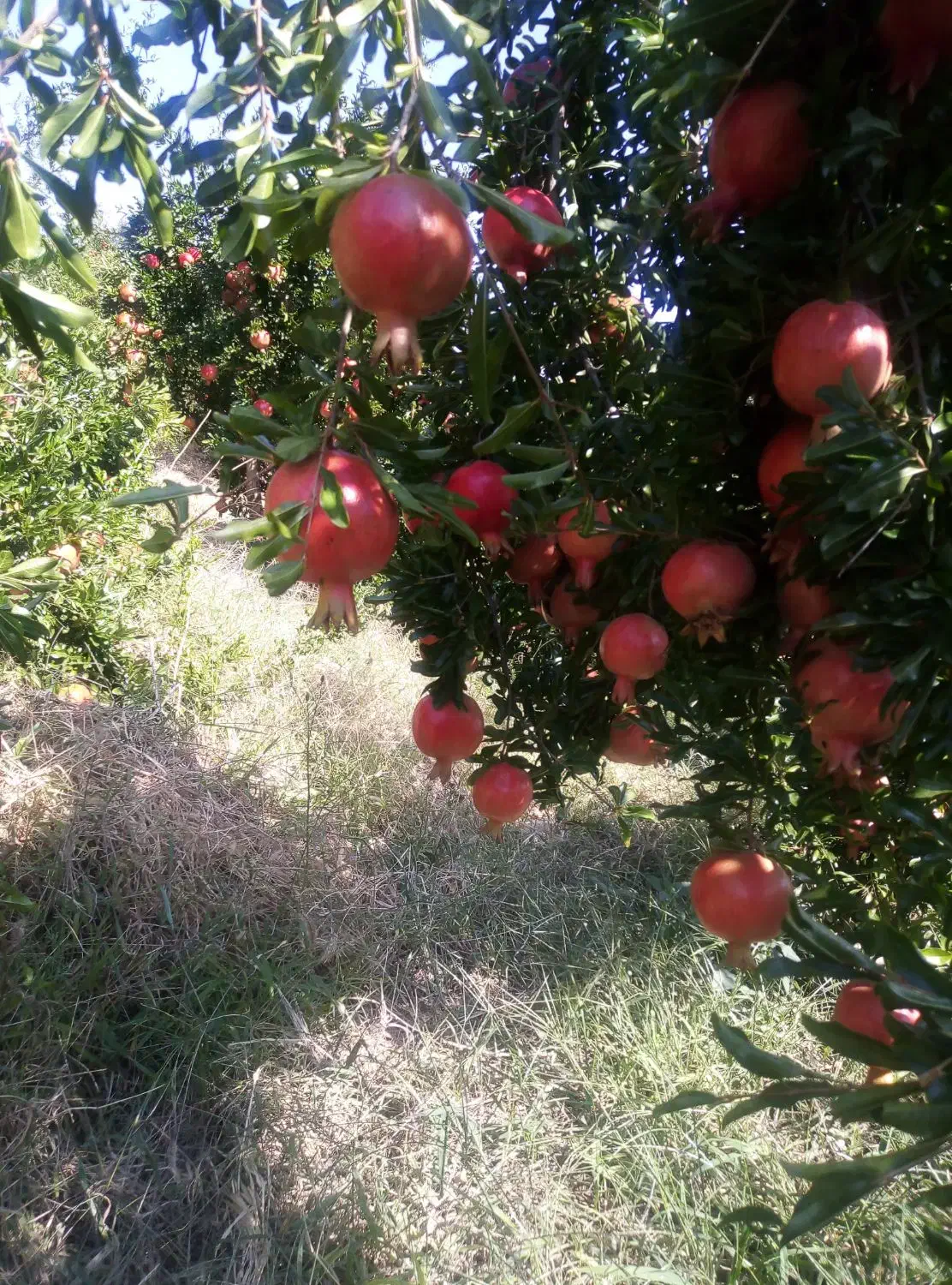 انارملس ،انارخندان ،انار آبگیری|خوردنی و آشامیدنی|شیراز, گلشن|دیوار