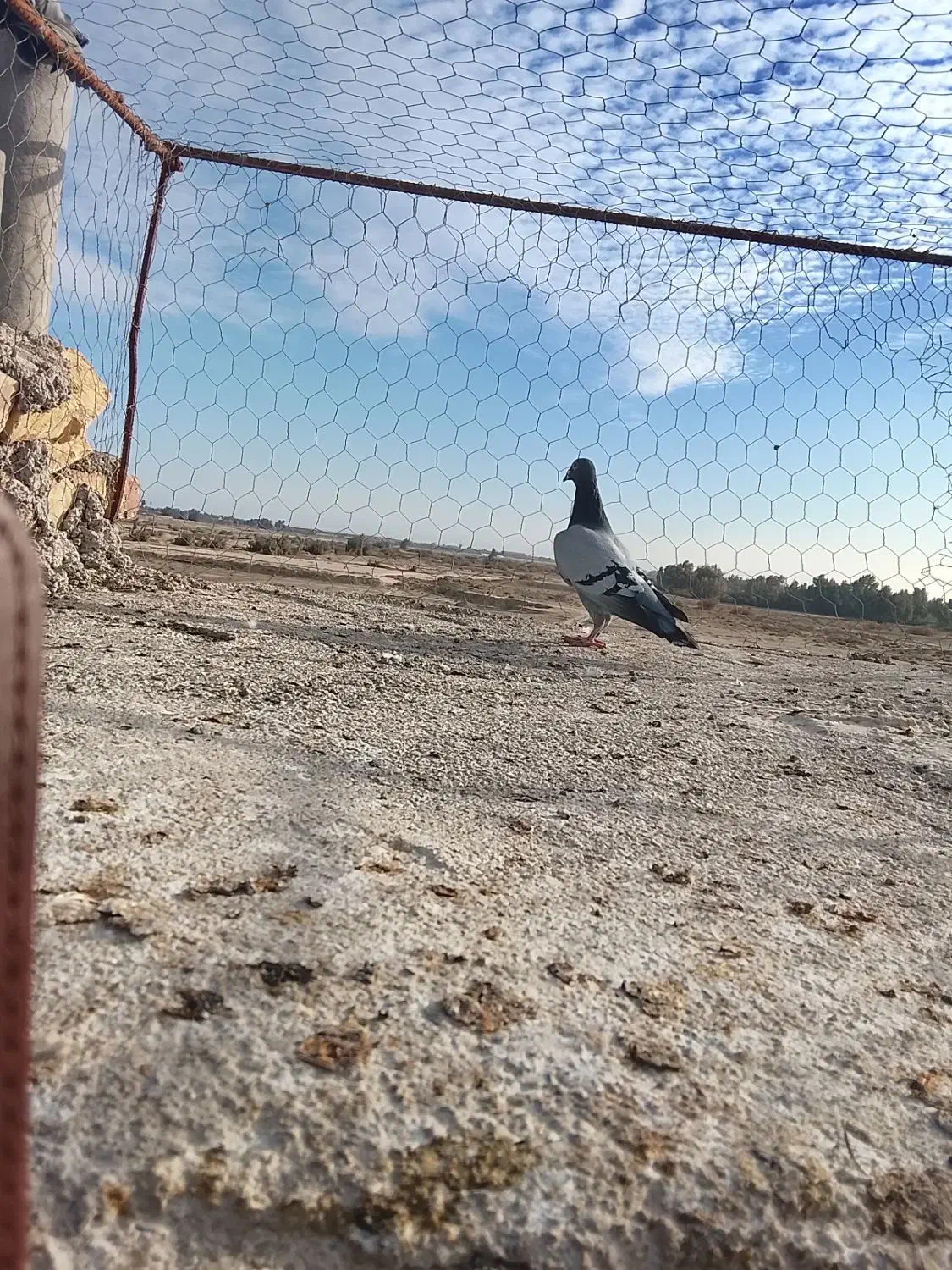 کبوتر|پرنده|زابل, |دیوار