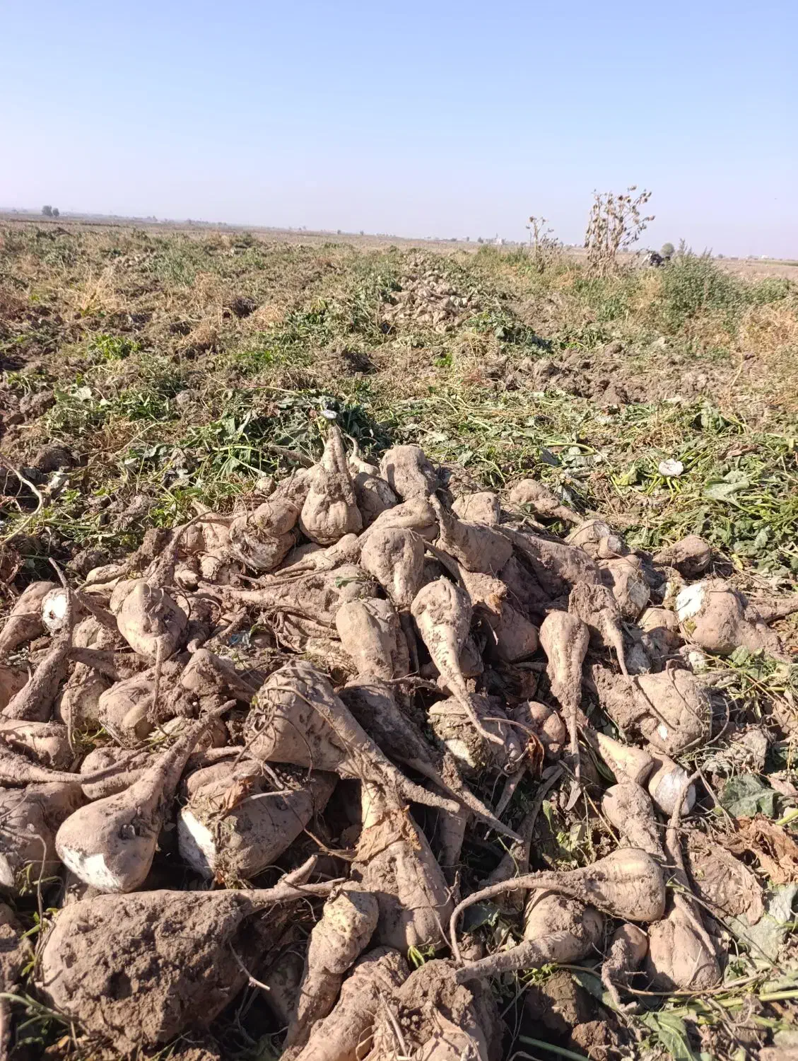 چغندر قند فروشی|حیوانات مزرعه|هلالی, |دیوار